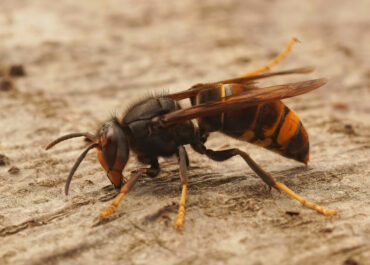 Prolifération du frelon asiatique : les sénateurs Nadège Havet et Michel Canévet saisissent la Ministre de la transition écologique